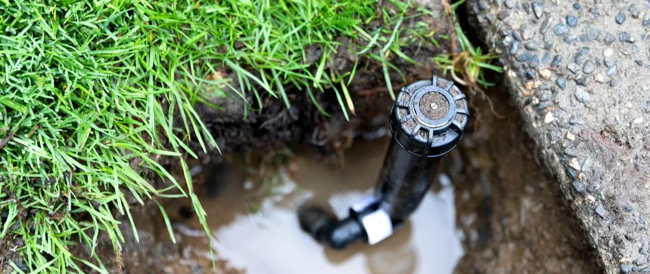 Broken sprinkler head with a puddle in Kingwood, TX.