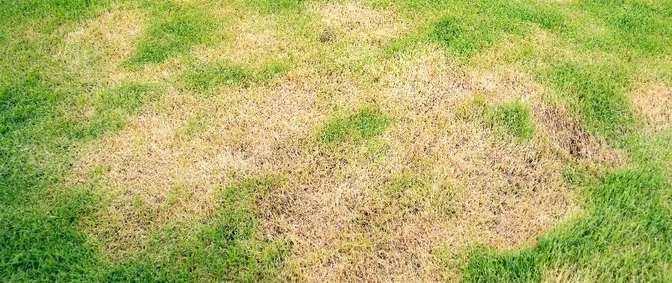 Grass in Kingwood, TX, with brown patch disease.