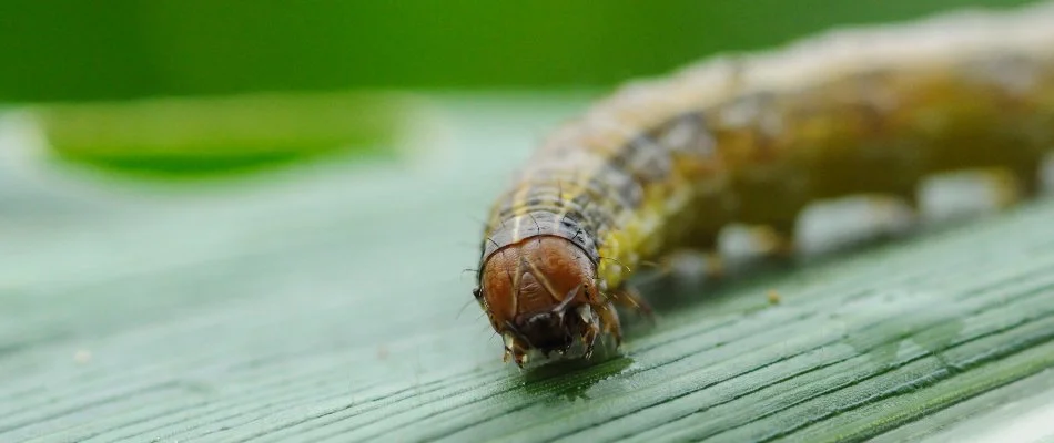 Closeup of an armyworm on grass in Kingwood, TX.