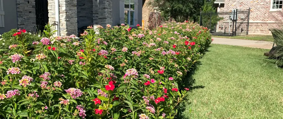Colorful flowers in a front landscape in Kingwood, TX.