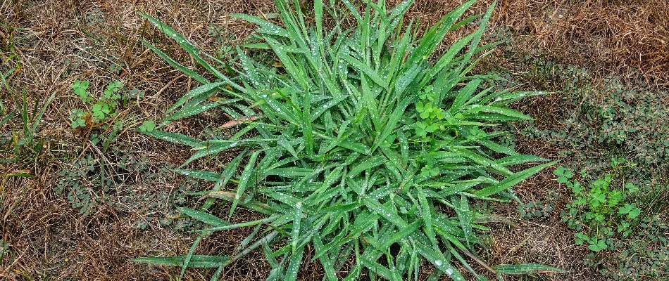 Crabgrass weed in Kingwood, TX.