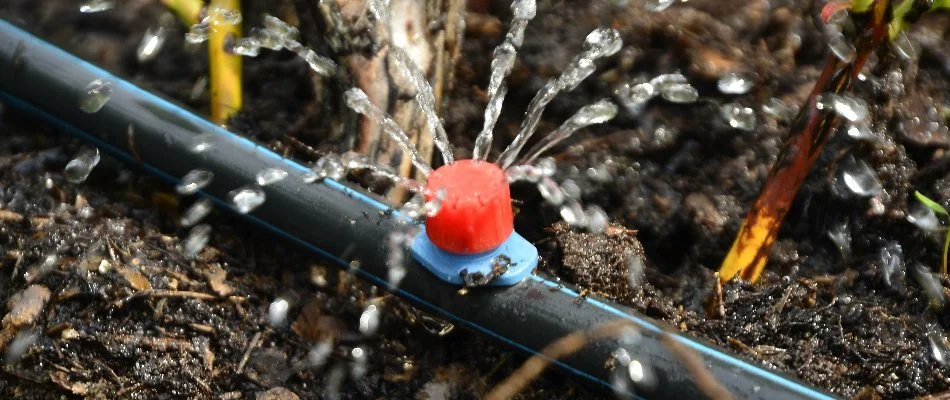 Drip irrigation emitter in Kingwood, TX.