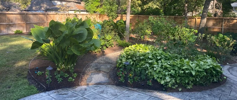 Lush, green plants along a pathway.