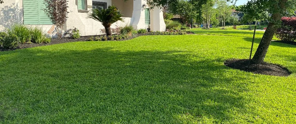 Green, weed-free lawn in Kingwood, TX, with plants.