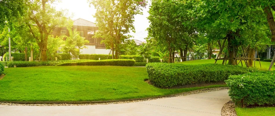 Healthy green trees and shrubs in Kingwood, TX.