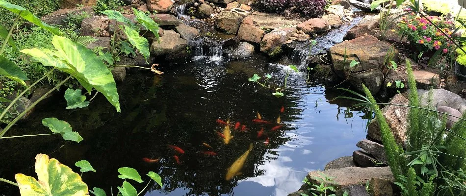 Koi pond in Kingwood, TX, with plants.