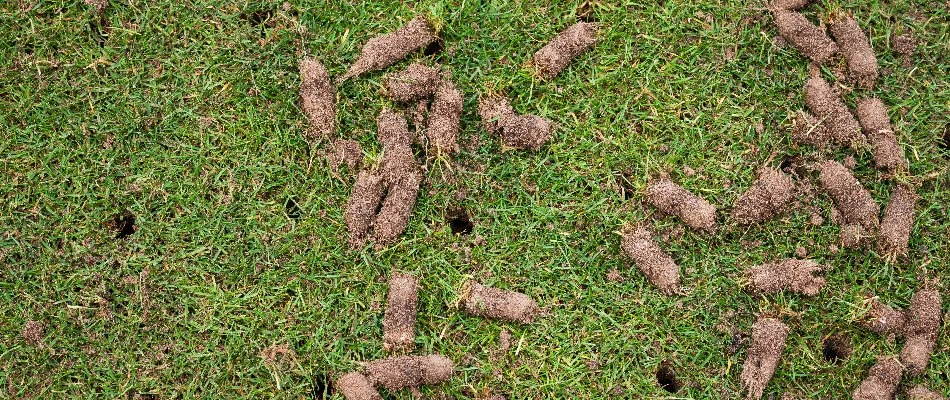 Lawn with holes and soil cores after aeration.