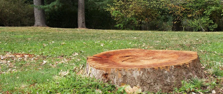 Leftover tree stump on a lawn.