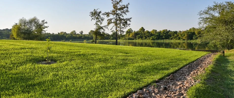 Lush green grass and trees in Kingwood, TX.