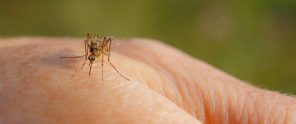 Mosquito biting a bare hand.
