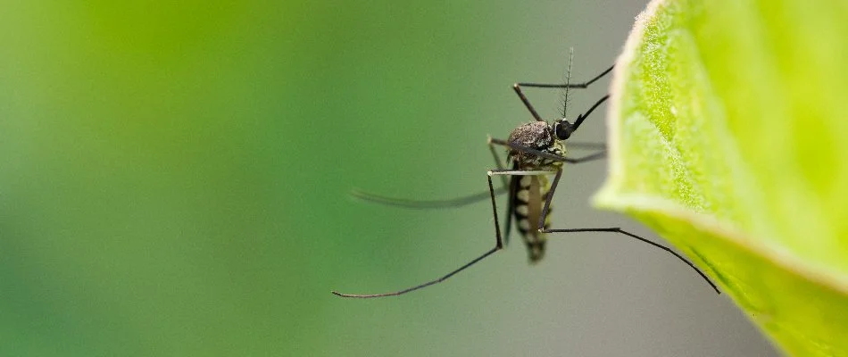 Mosquito on a leaf in Kingwood, TX.