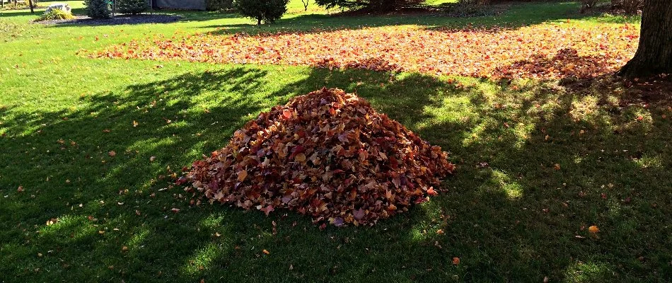 Pile of leaves on a lawn under a tree in Kingwood, TX.