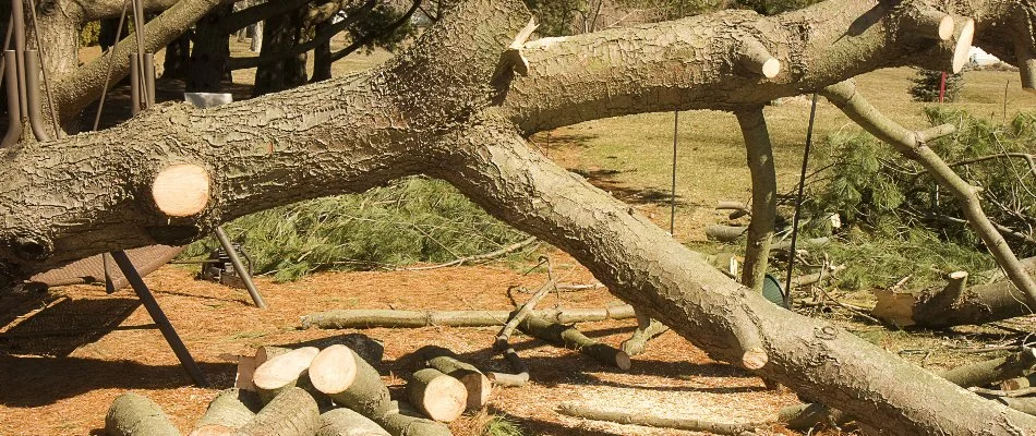 Removed tree cut into partial pieces in Kingwood, TX.