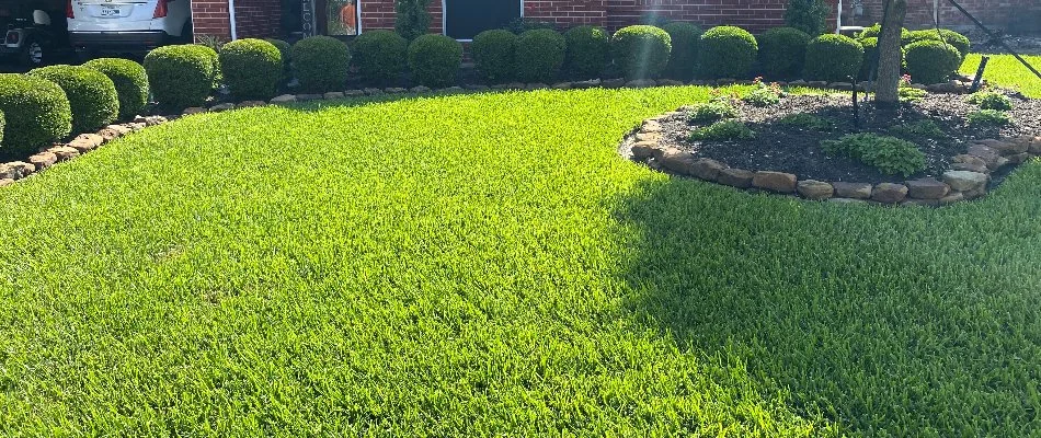 Thick, green grass and trimmed shrubs in sunlight in Kingwood, TX.