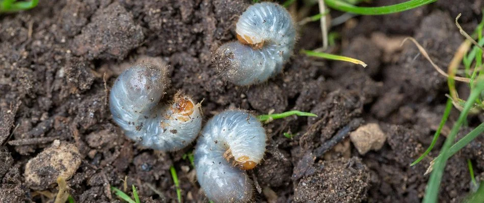 Soil in Kingwood, TX, with three grubs.