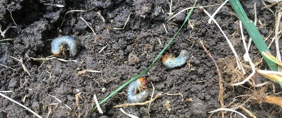 Three white grubs on soil in Kingwood, TX.