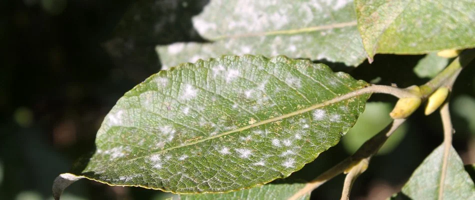 White, powdery spots on a plant leaf in Kingwood, TX.
