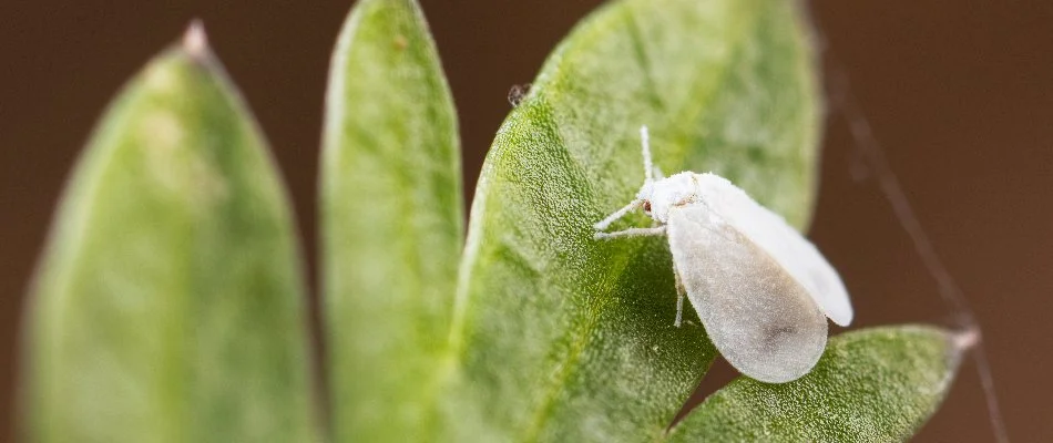 Whitefly on a plant leaf.
